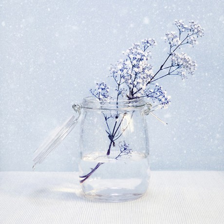 Winter_Blossoms