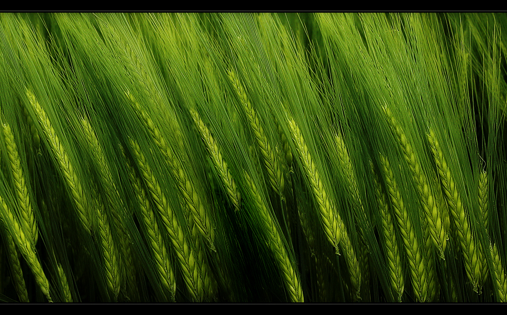 Greenfiels – kopie