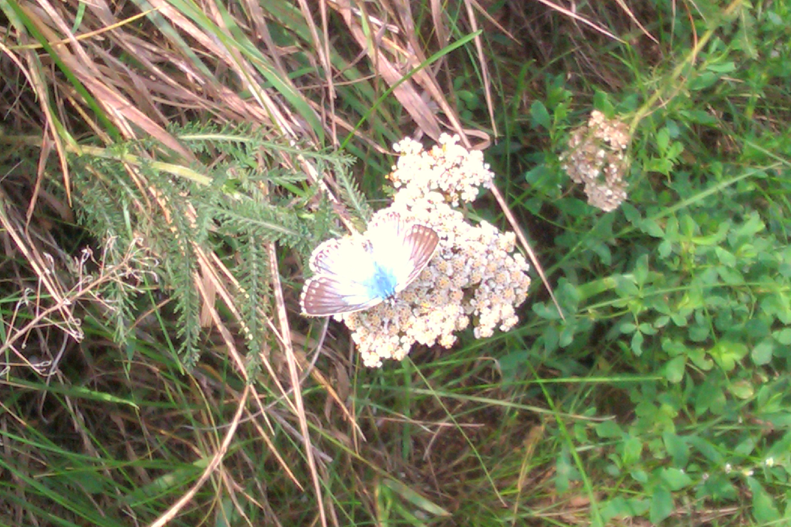 IMAG0454-1