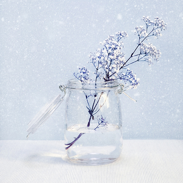 Winter_Blossoms