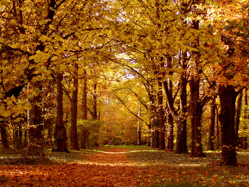 fall