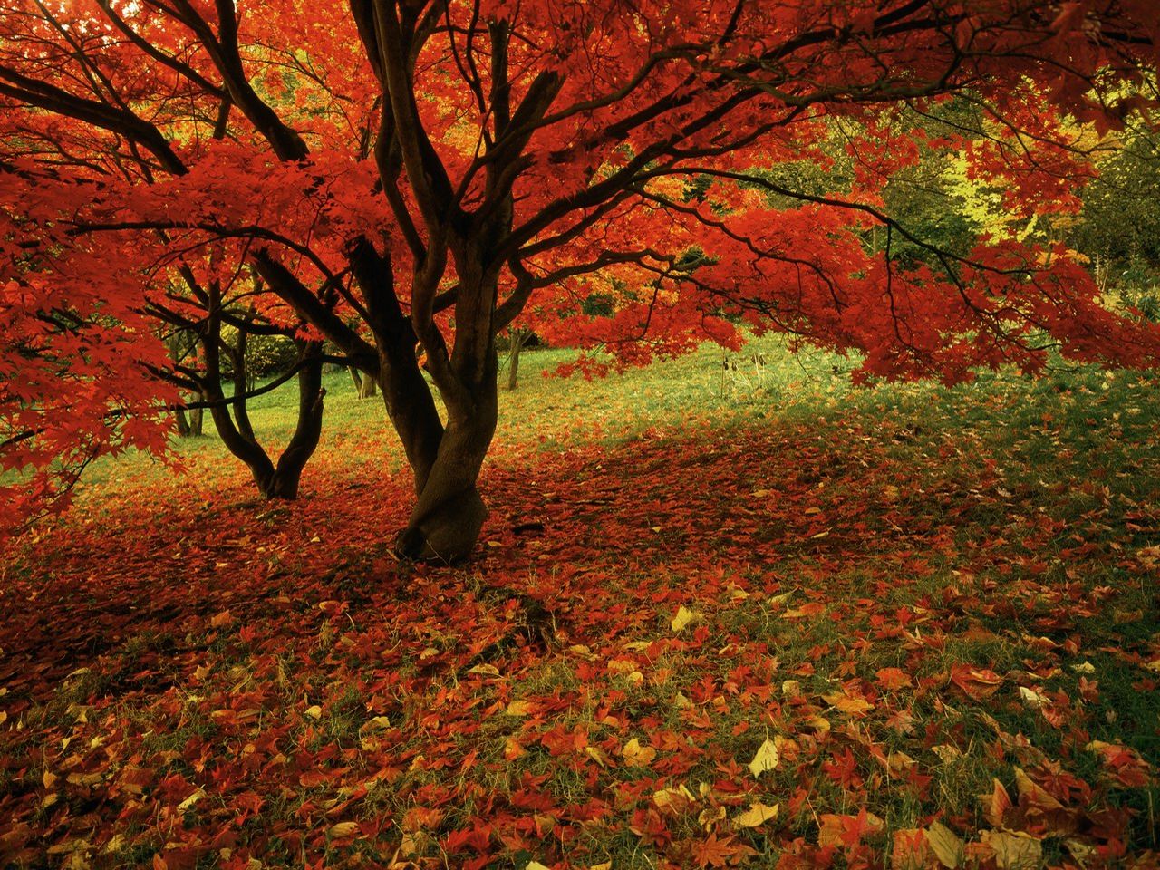 Fallred