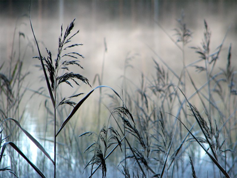 For_the_Winter